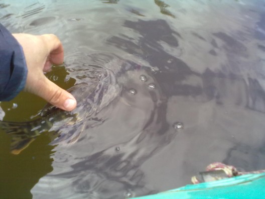 20110506165 (528 x 396).jpg