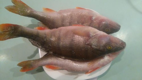 DSC_0385.JPG (66.71 КБ) 2000 просмотров Чудской размер!