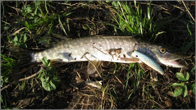Не совсем честно: тройник за межжаберную перемычку снизу вошел, да еще и поводком себя обмотала...