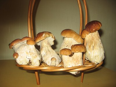 IMG_1832-1.jpg (166.48 КБ) 1826 просмотров Парад двойняшек