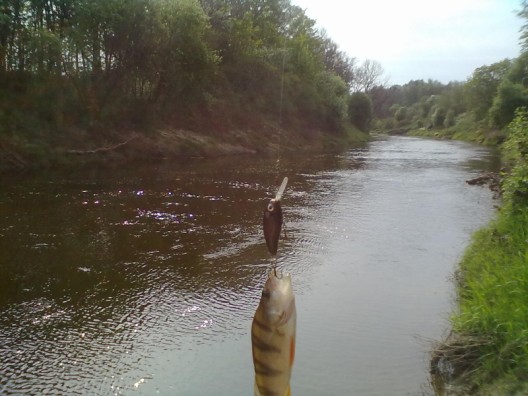 20110512176 (528 x 396).jpg