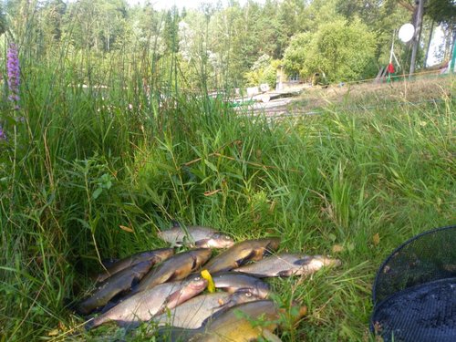 IMG_20180729_101511.jpg (199.29 КБ) 14975 просмотров IMG_20180729_101511.jpg