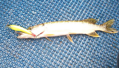 9см лимон 1.jpg