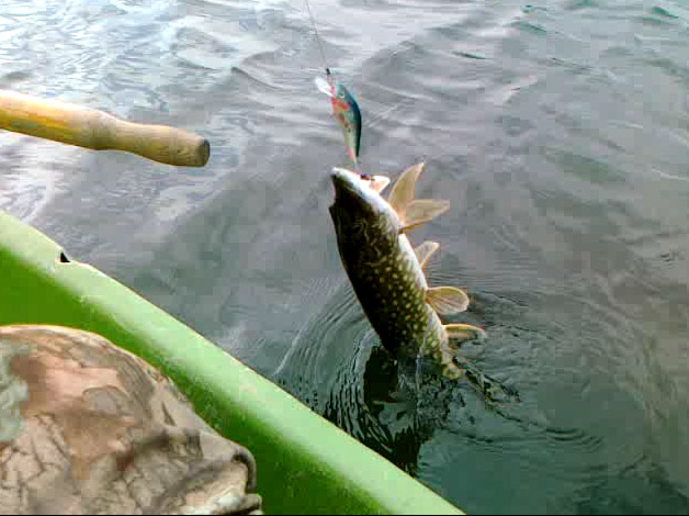 минношка с добычей 2.jpg