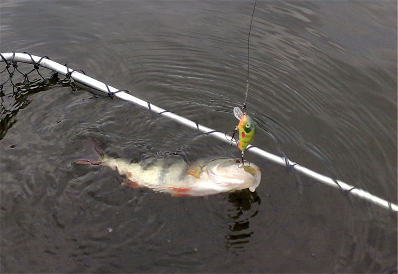 окушок на воблер.jpg