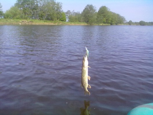 20110521182 (528 x 396).jpg