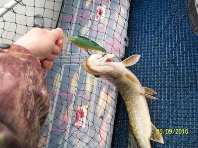 пупырчитая жаба.jpg