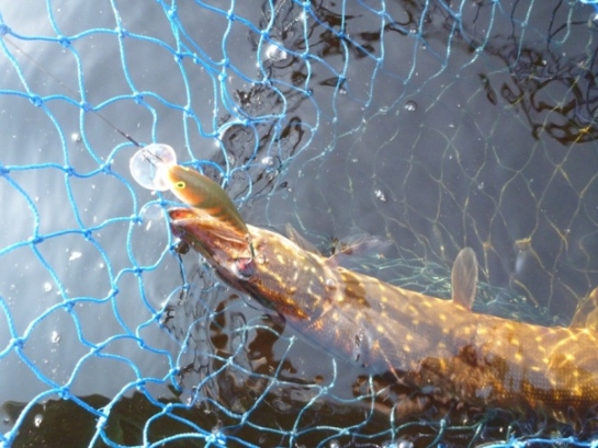 На этого воблерка изловил в этот день ещё одного щукарика и окушка.