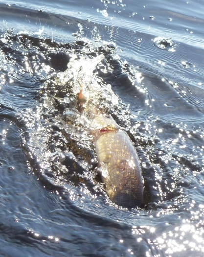 Так боролся второй щупачёк.