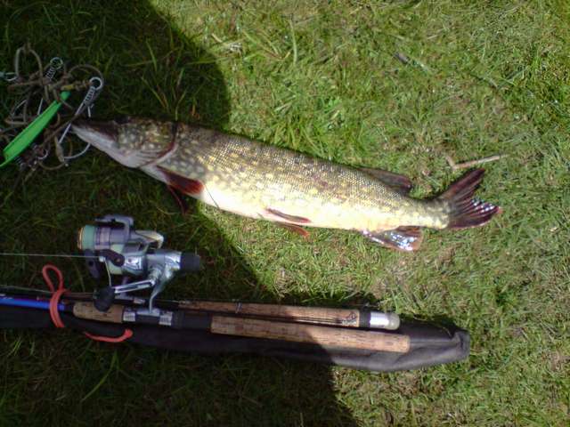 панкюла 002_thumb.jpg