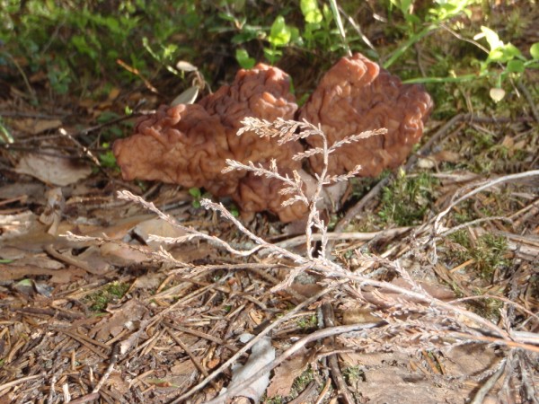 P5261347 (600 x 450).jpg