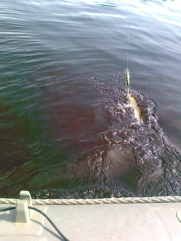 Изображение 1138.jpg