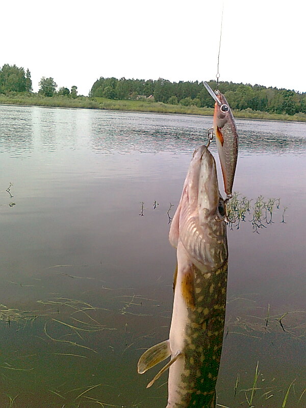 Изображение 1145.jpg