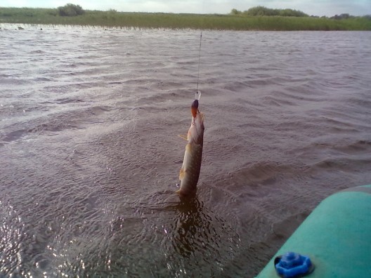 20110528186 (528 x 396).jpg