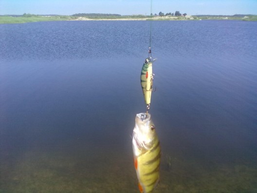 20110530201 (528 x 396).jpg