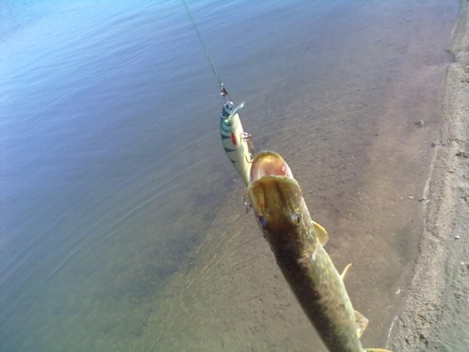 20110530206 (528 x 396).jpg