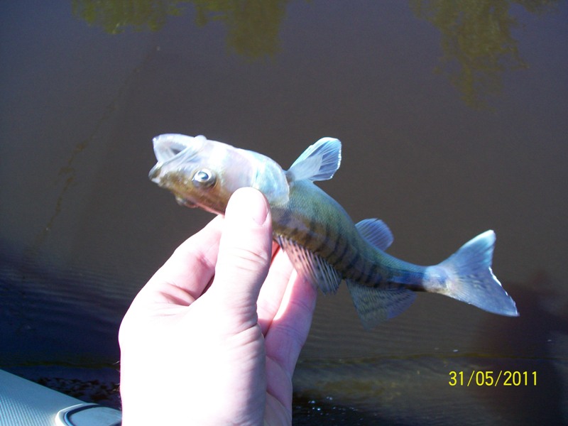 Этому налил и отпустил!!!!!