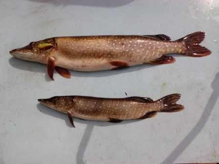 Итог рыбалки. Одна 2200, другая 700. Были ещё 2 щурёнка по 200-300гр. но их отпустил.