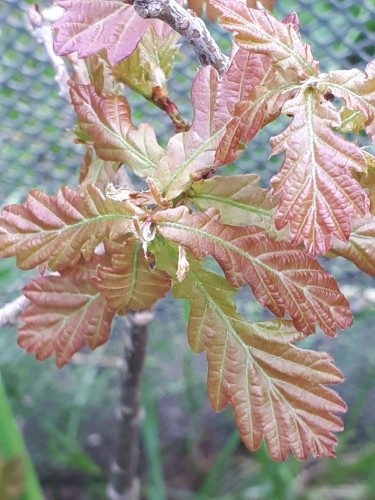 20200525_130509.jpg (125.5 КБ) 14720 просмотров Весна! Листочки распускаются