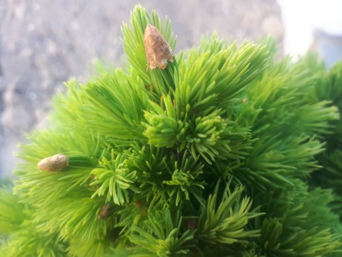 20200527_175645.jpg (94.52 КБ) 14575 просмотров Иголки рождаются мягкими :-)