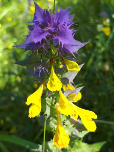 20200712_105659.jpg (91.4 КБ) 15219 просмотров Чем не орхидея