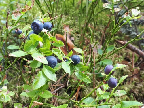 20200712_113829.jpg (168.05 КБ) 15219 просмотров Ягодка совсем не проста оказывается