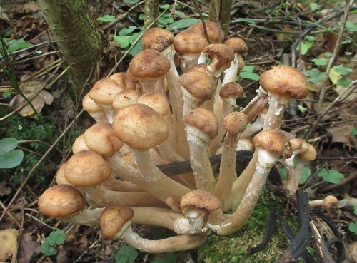 Armillaria_mellea_01.jpg