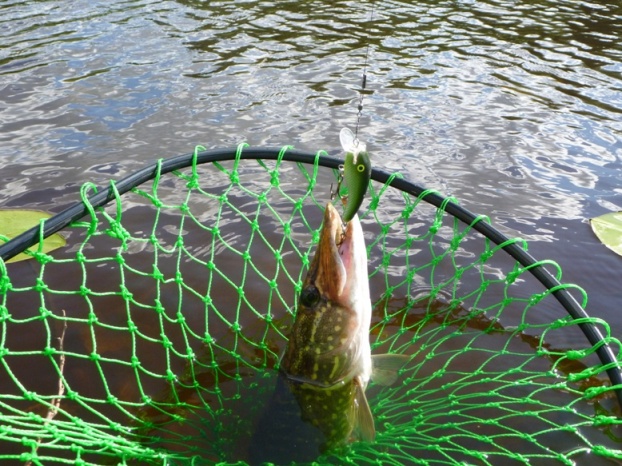 Просто счук, но зато разловил ещё один воблёр!