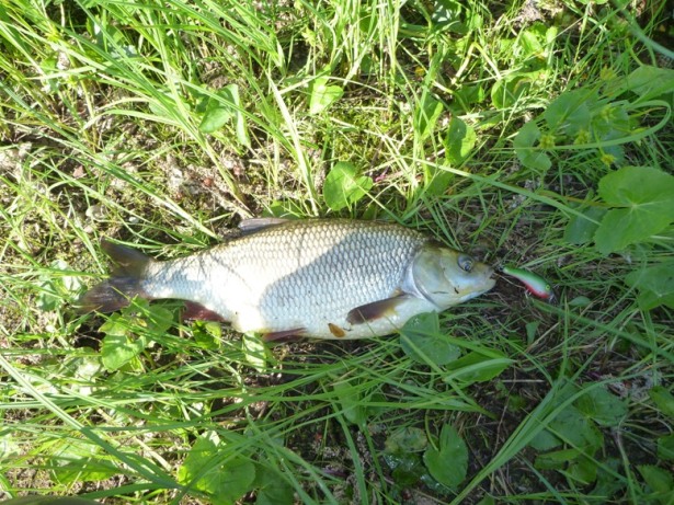 Язя буду пробовать через 20 минут, он в фольге - уже готовится.