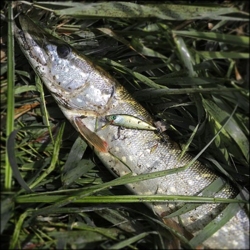 08-15-PIKE_fishing-22.jpg (130.19 КБ) 12000 просмотров Старенькая миношка 60 мм