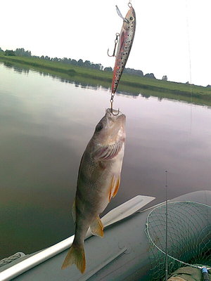 Обловил новенького конопатого