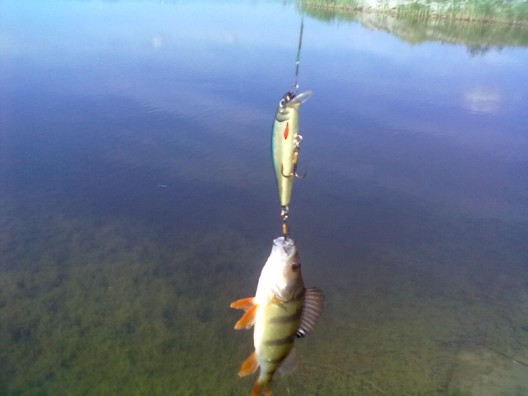 20110605222 (528 x 396).jpg