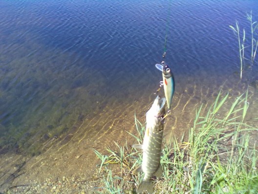 20110605231 (528 x 396).jpg