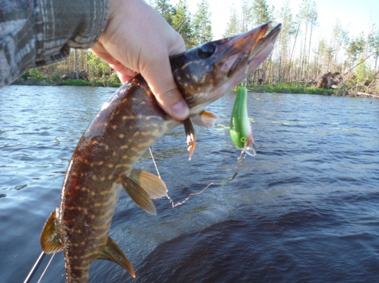 С самого утра взял щупачёк.