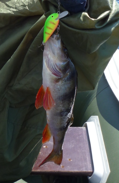 Сын поймал самого большого вокуня.
