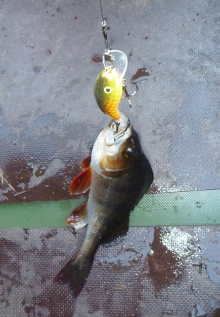 Разловил окунями рыжего лопатоносца.