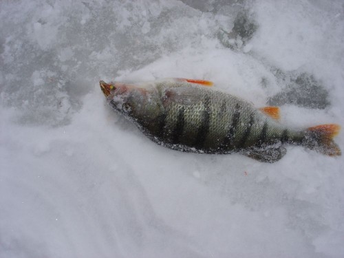 DSC09995.JPG (70.73 КБ) 5792 просмотра DSC09995.JPG