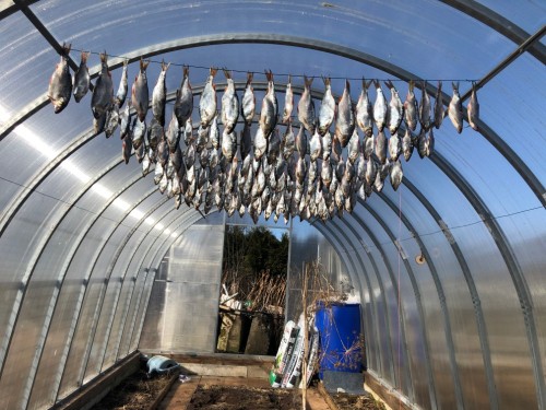 915F8ED7-0262-4403-A7BB-B15D0DF6F175.jpeg (269.74 КБ) 32918 просмотров Улов с заключительной рыбалки - 20кг ;)