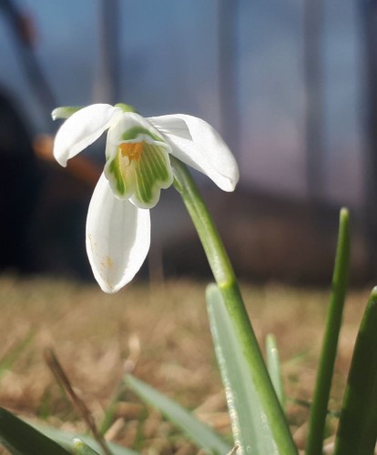 20210328_184457.jpg (62.15 КБ) 13496 просмотров Вестник весны расцвел