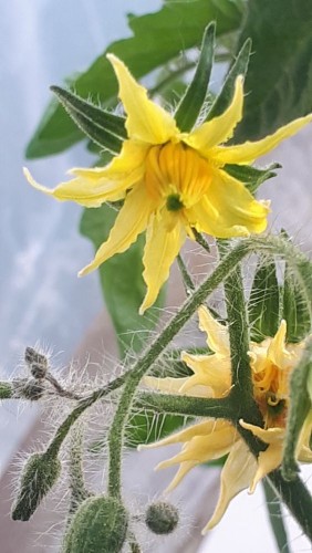 20210607_191533.jpg (87.97 КБ) 12274 просмотра будущий помидор