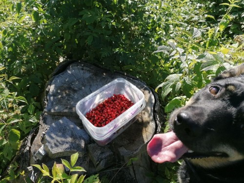 IMG_20210703_082659.jpg (189.09 КБ) 2729 просмотров Не маловато будет?