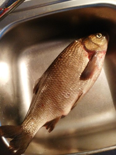 IMG_20210703_205558-мал1.jpg (93.82 КБ) 8732 просмотра 55см