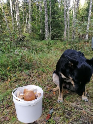 IMG_20210829_092532.jpg (264.29 КБ) 4175 просмотров Очень стыдно, не нашла ни одного гриба.