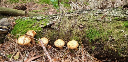 20210825_093913.jpg (177.08 КБ) 4092 просмотра Были и непонятные опята