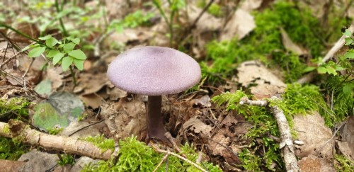 20210825_093034.jpg (108.14 КБ) 4091 просмотр А вообще каких только грибов не встретишь, природа так поработала над цветами, жаль камера этого в полной мере не передаёт, верней фотограф плохой