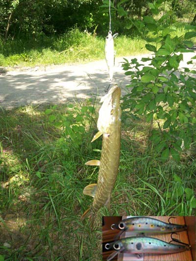 Еще обловил один из последних.