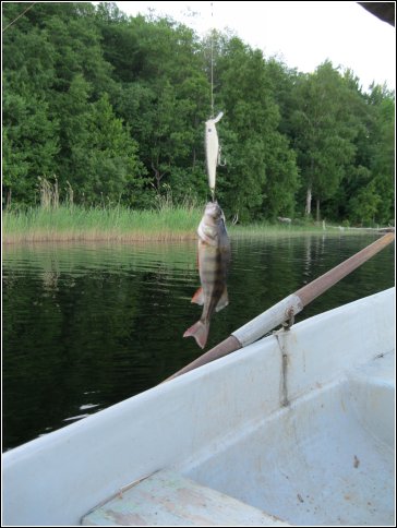 Взаброс, дергингом