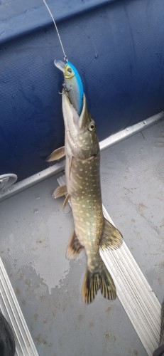 20221101_090811.jpg (68.99 КБ) 13376 просмотров Пошла за родителями, утром.