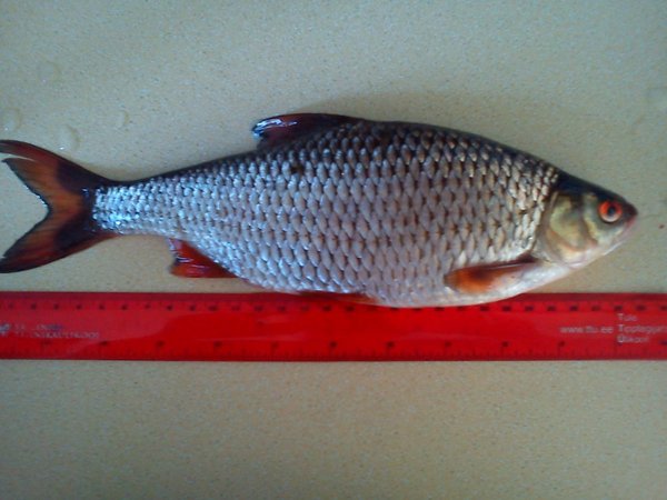 DSC8.jpg (104.86 КБ) 15749 просмотров линейку плохо видно 29,5см