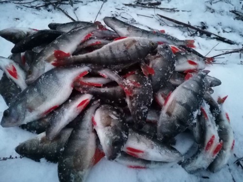 IMG_20230124_164818.jpg (115.36 КБ) 7215 просмотров Моя кучка первого дня